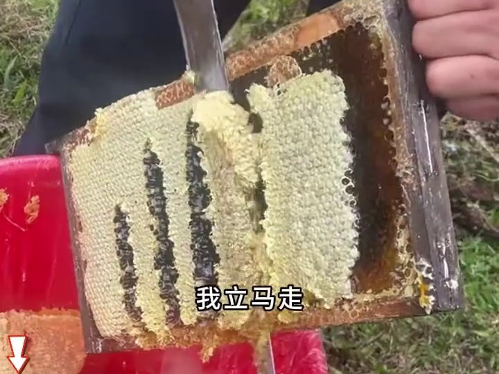 民间故事《弃子归来》