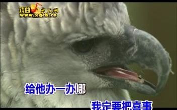 豫剧《人欢马叫》俺海宽服兵役在福建前线伴奏