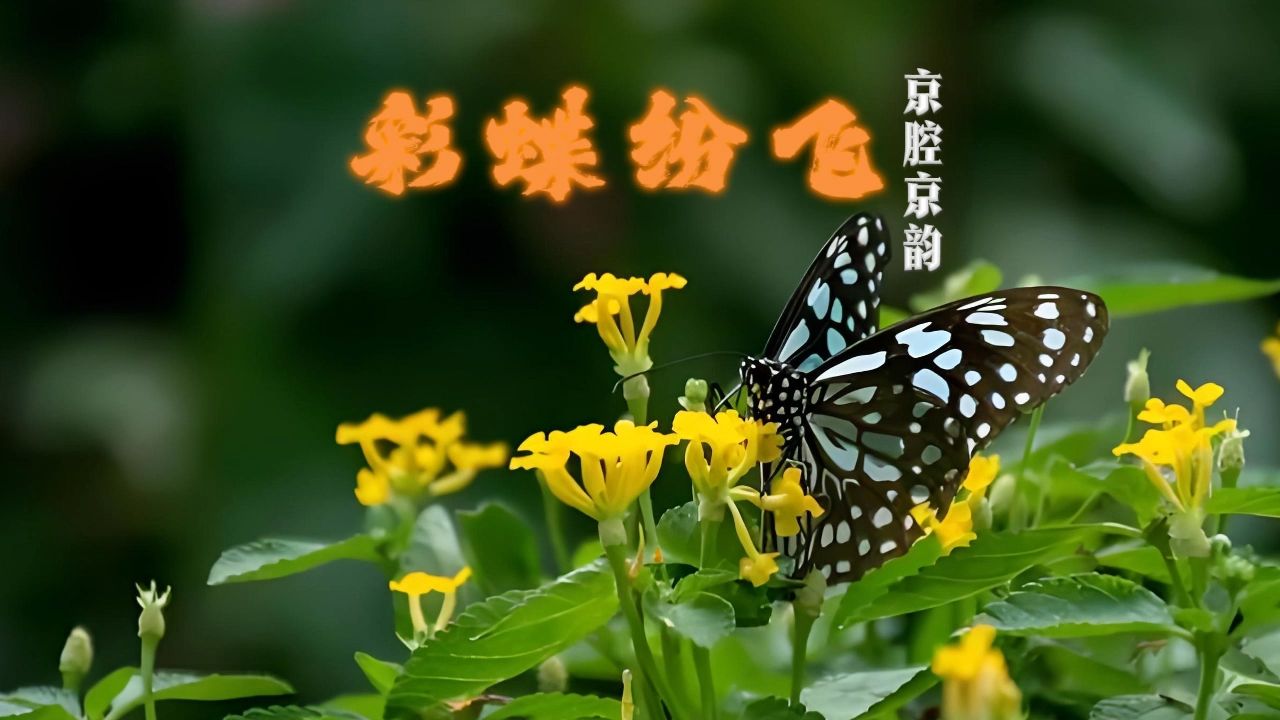 京剧《取桂阳》刘桂娟