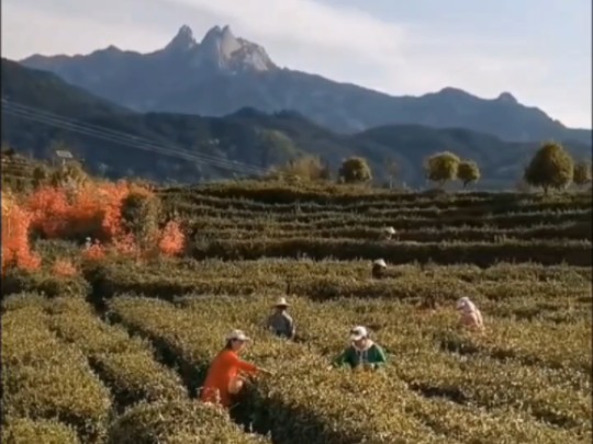 黄梅戏《采茶舞》从采茶歌到采茶戏