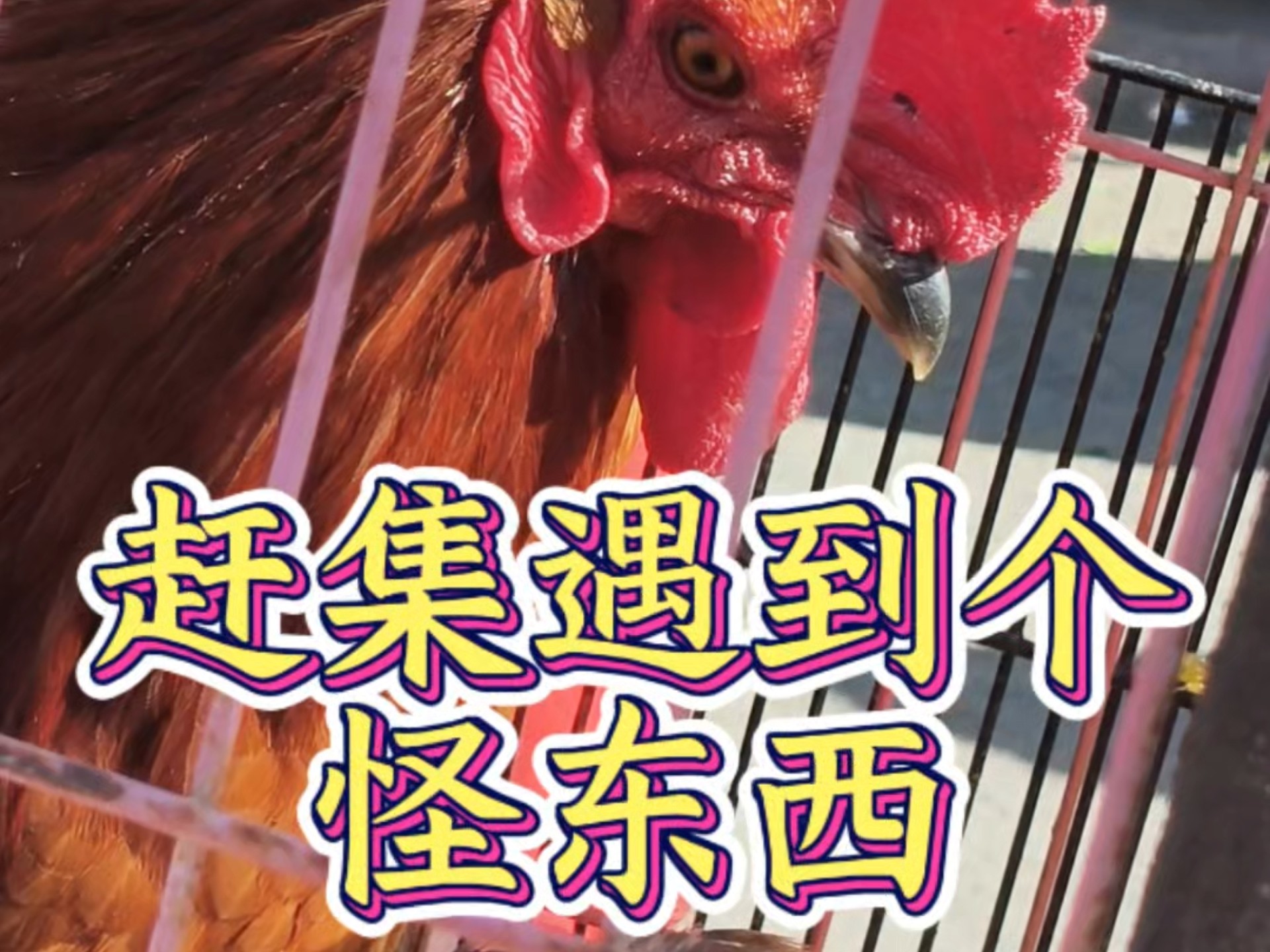 民间故事《赶集奇遇》搞笑奇闻