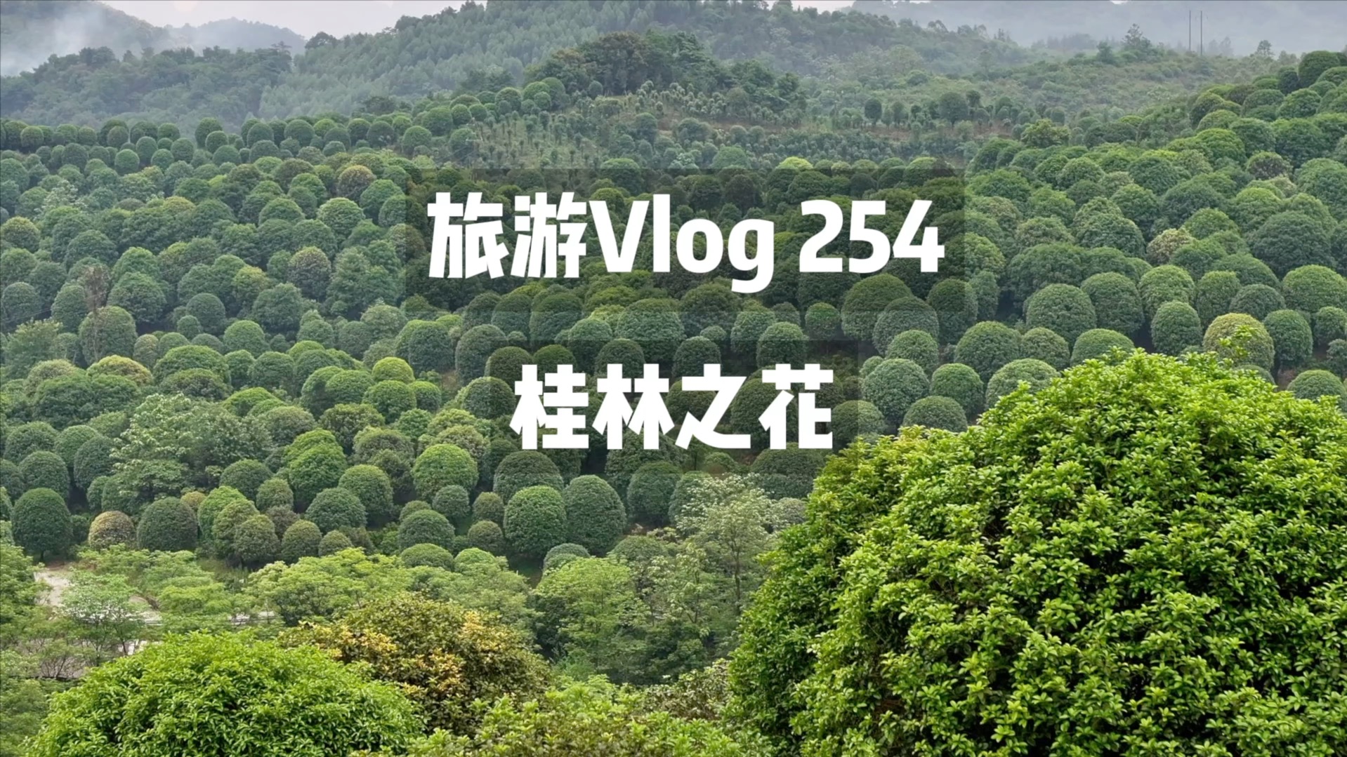 民间故事《桂树成精》桂林之花